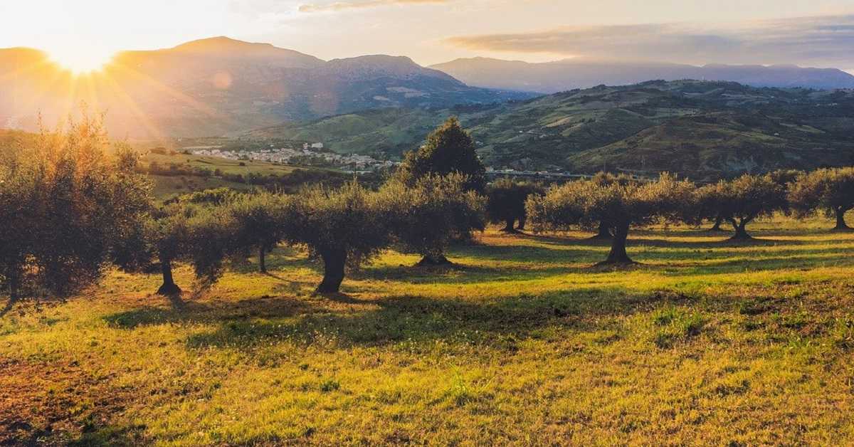 Ege Bölgesi Tarım Arazisi
