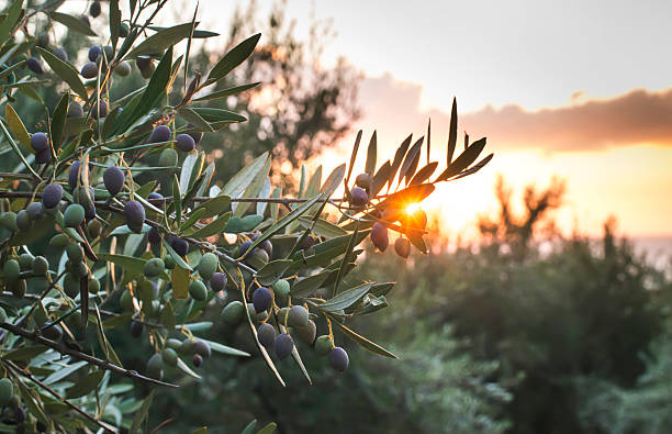 Zeytin Bahçesi Gün Batımı