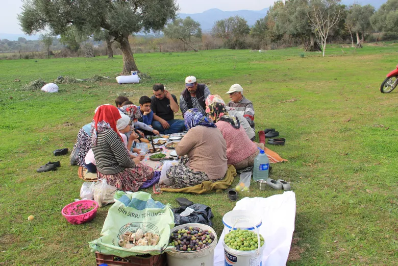 Aydın Zeytin Hasadı
