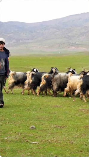 Dağlık alanda meralar